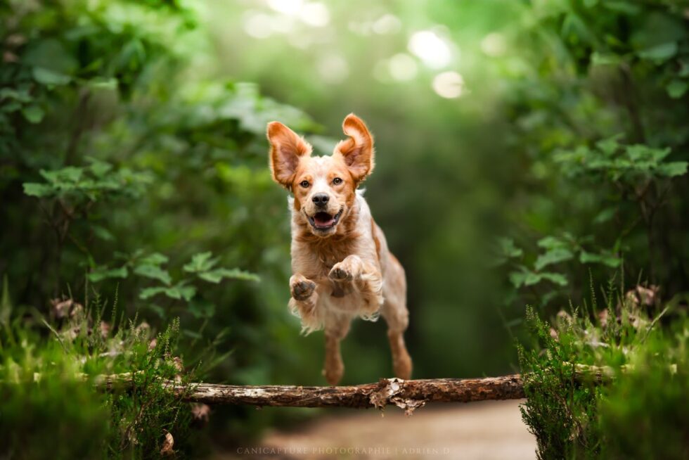 Chien en pleine action sautant au-dessus d'un tronc d'arbre en forêt, capturé par Adrien Dupic, photographe animalier en Auvergne.