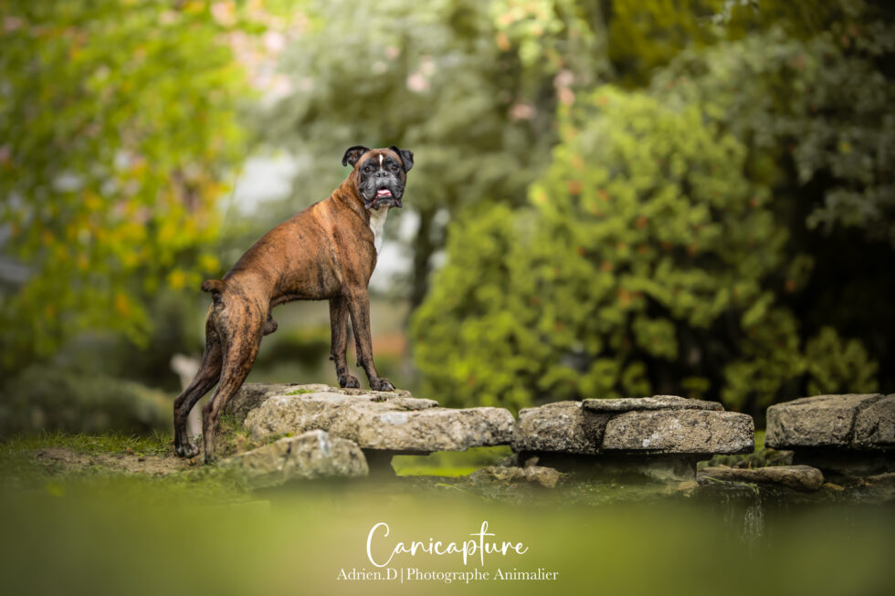 Sur les pierres en train de poser, un magnifique Boxer