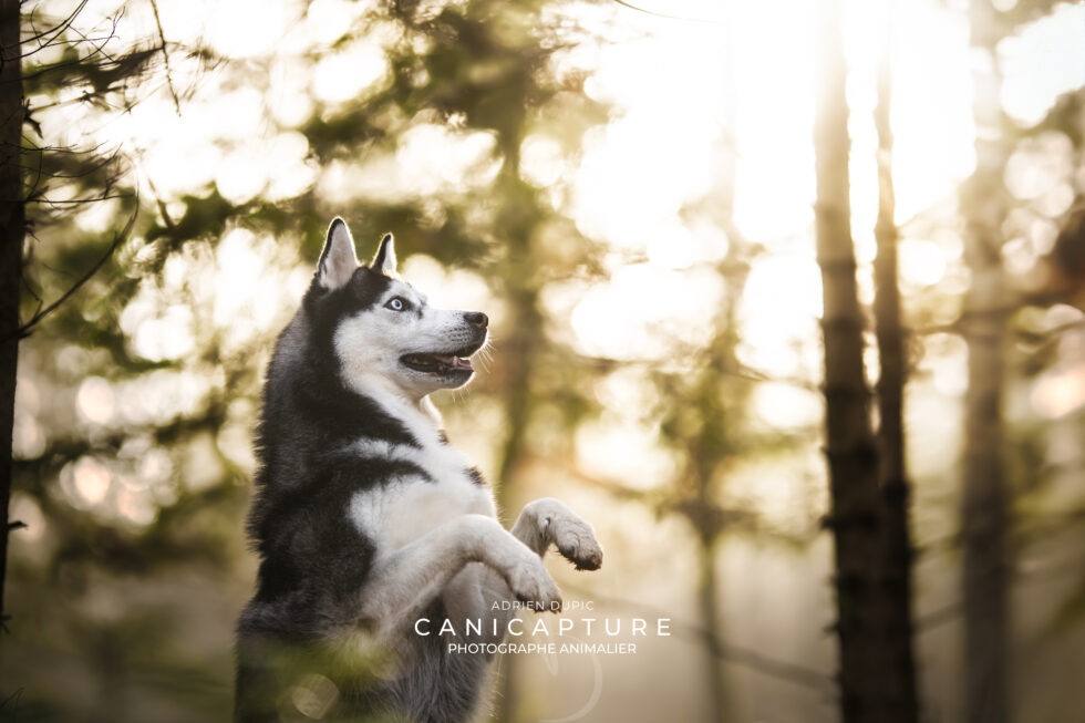Portrait d'un Huksy en train de faire le beau au milieu des arbres