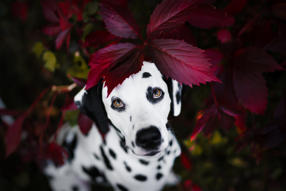 Portrait d'un dalmatien dans des feuilles rouges