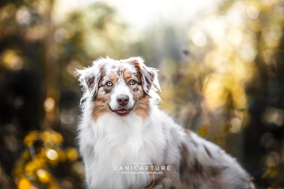 Portrait d'une jeune berger australienne nommée Sia