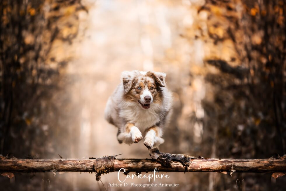 Chien sautant au-dessus d’un tronc