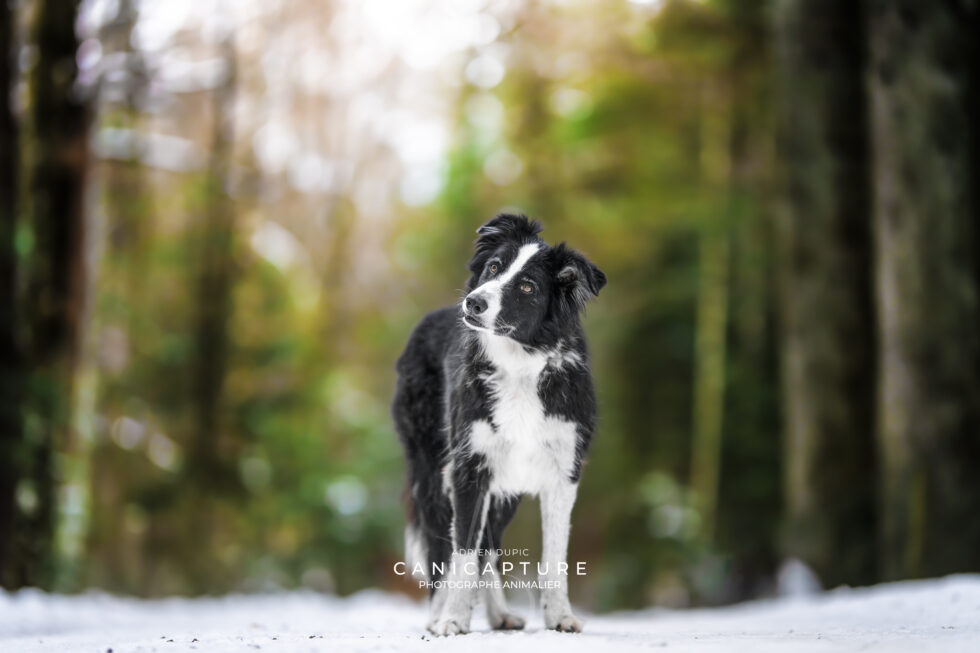 Un jeune border collie dans la neige