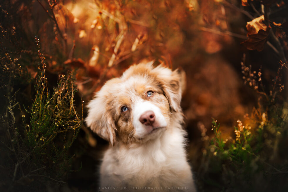 Une jeune berger australienne dans la bruyère