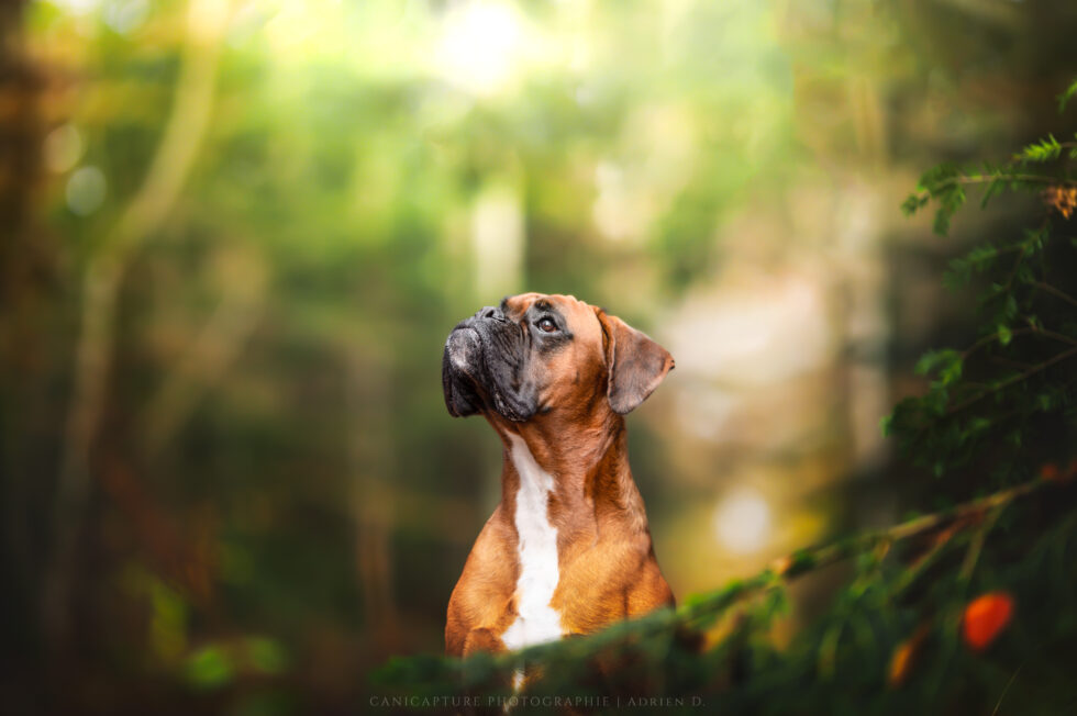 le beau Rio en train de poser dans la forêt juste à coté de son sapin