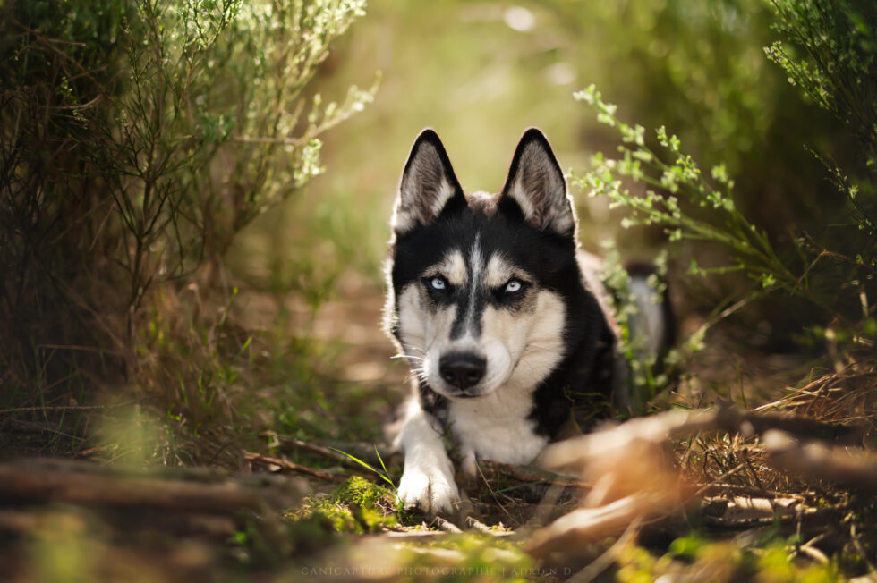 Un jeune husky de Sibérie dans les bois