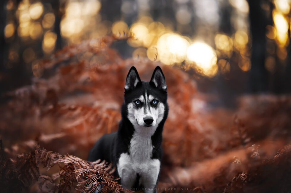 Portrait d'un Husky au milieu des fougères au soleil couchant