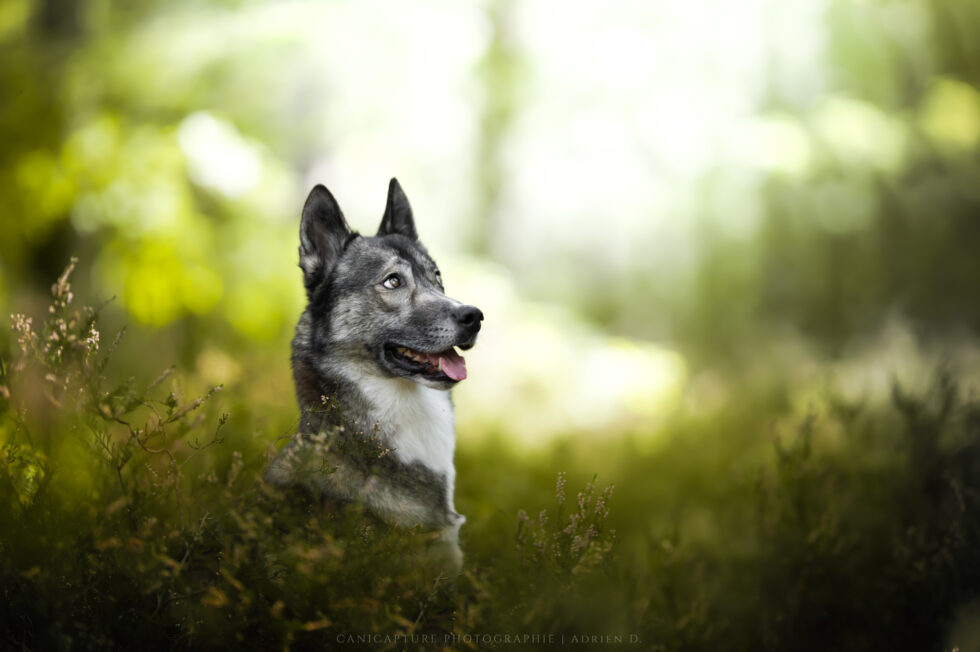 Portrait d'une Husky dans la bruyère