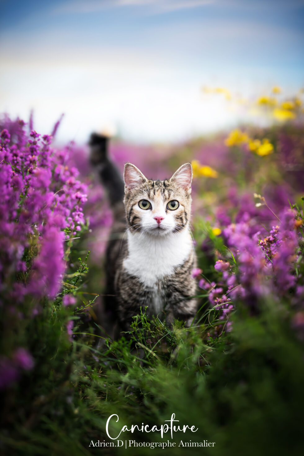 Chat tigré au milieu des bruyères violettes et jaunes, capturé dans un cadre naturel lumineux.