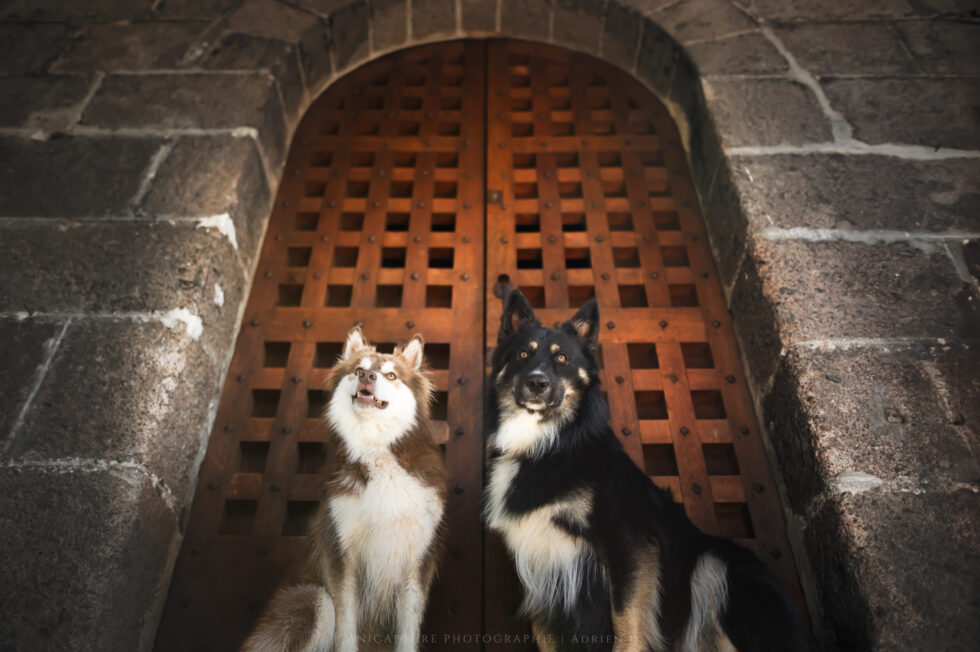Deux chiens assis sur un parvis d'une église