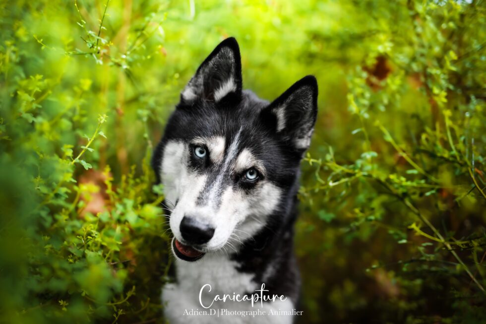 Portrait d'un chien husky aux yeux bleus dans un cadre naturel verdoyant, réalisé par Adrien Dupic, photographe animalier à Vichy en Auvergne
