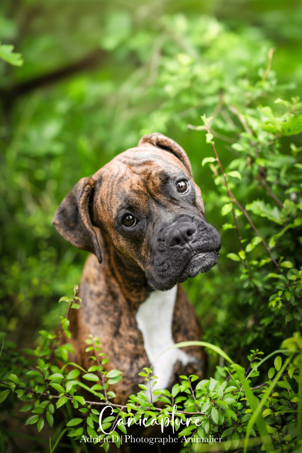 Portrait d'un chien boxer tigré dans un cadre naturel verdoyant, capturé par Adrien Dupic, photographe animalier à Vichy en Auvergne