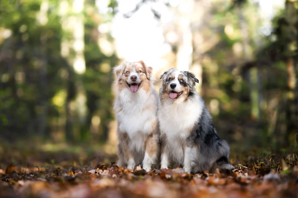 Portrait de deux chiens Bergers Australiens assis dans une forêt automnale, capturés par Adrien Dupic, photographe animalier à Vichy