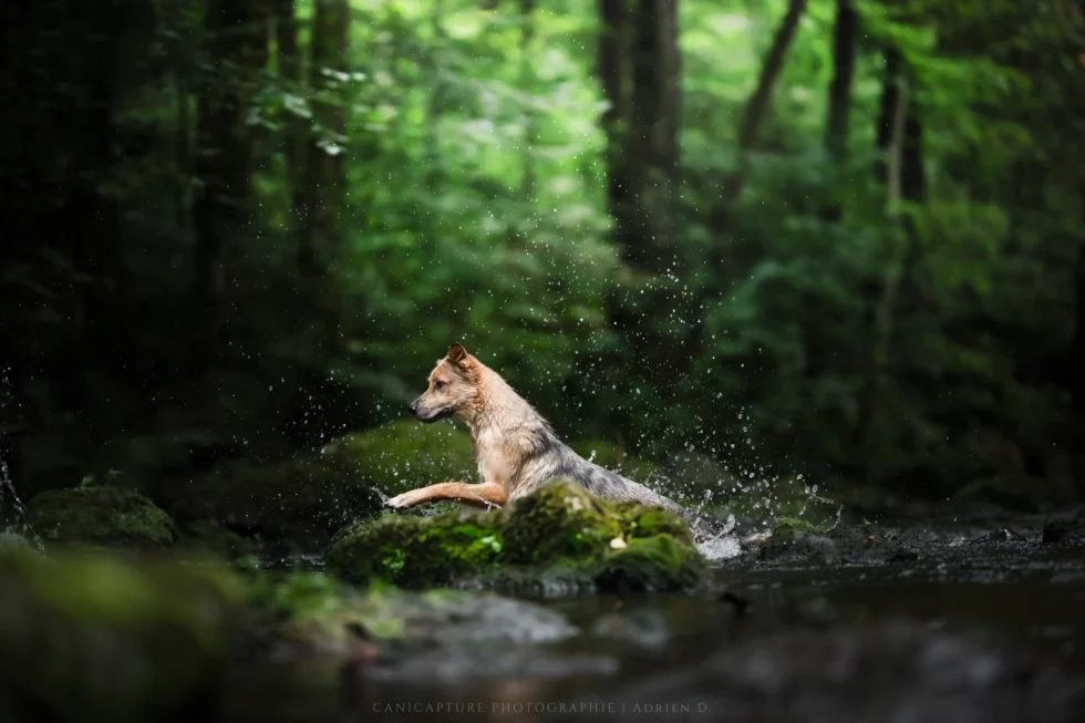 Un chien berger en action dans une rivière, capturé en pleine nature par Adrien Dupic, photographe animalier à Vichy en Auvergne