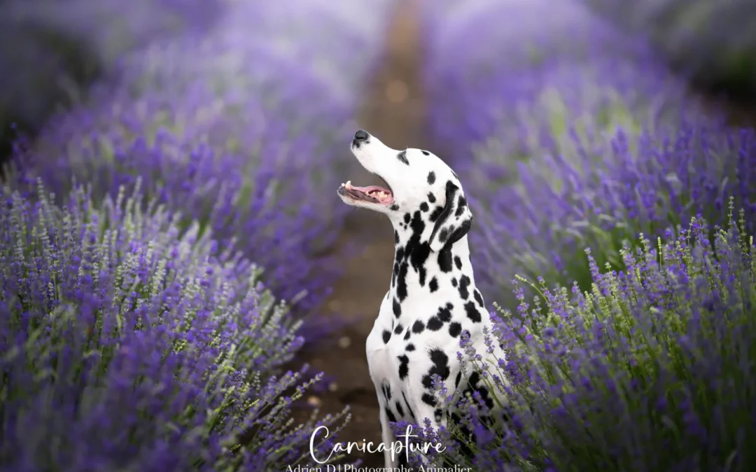 La photographie responsable. Parlons-en !