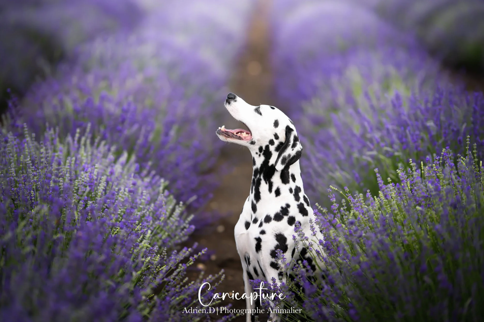 Dalmatien dans un champ de lavande Dalmatien assis dans un champ de lavande