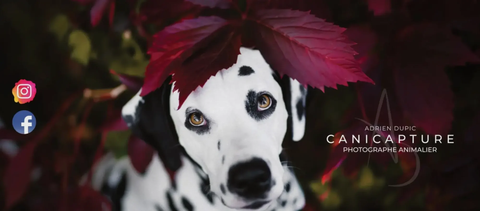 Carte cadeau Canicapture pour offrir une séance photo animalière ou de famille en Auvergne
