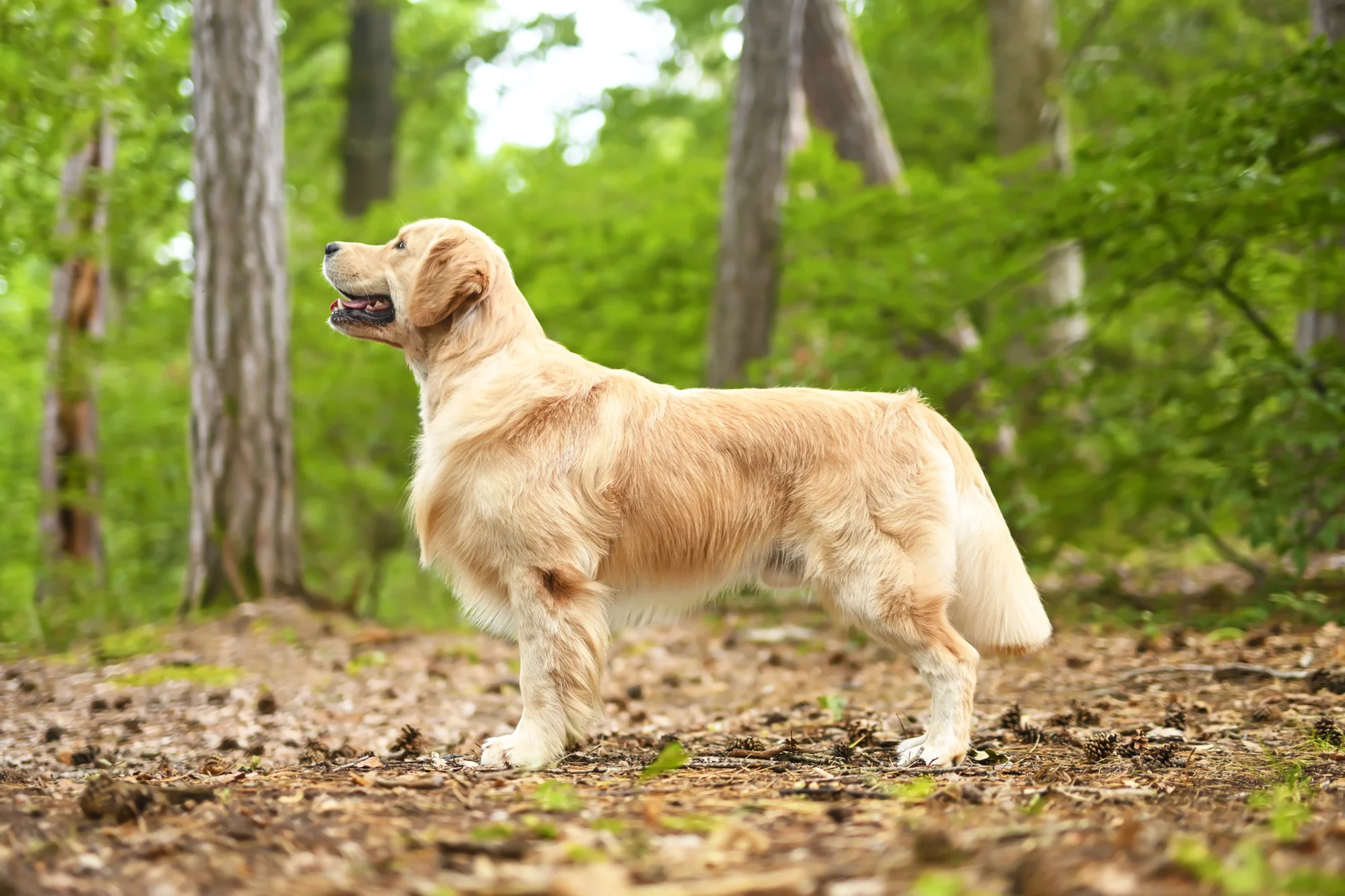 Chien en portrait lors d’une séance en extérieur
